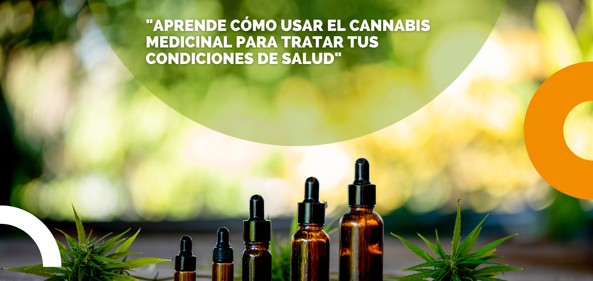 Frascos goteros de aceite de cannabis con invitación a aprender usos medicinales